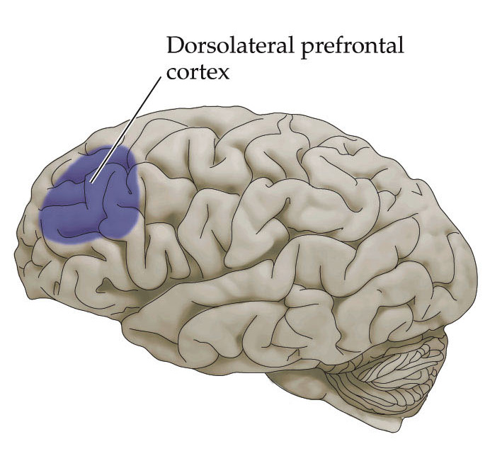 dorsolateral prefrontal cortex Dr Shock MD PhD