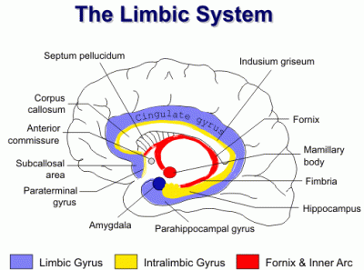 limbischesysteem