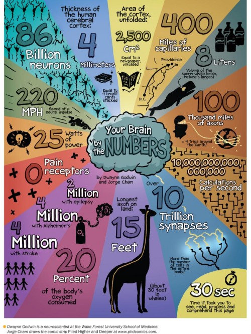 mind-in-pictures-your-brain-by-the-numbers_2