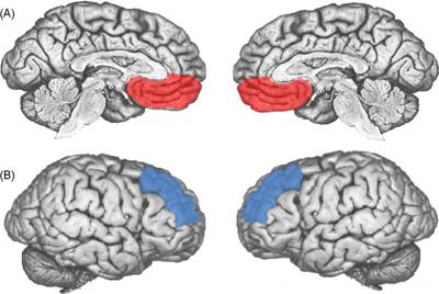 prefrontal cortex